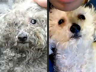 Blind Dog Rescued from Trash Pile Gets Sight Back
