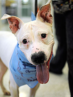 Adopt Me! Lady Knows the Transformative Power of Love