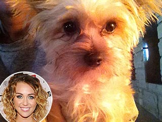 Pampered Pooch! Miley Gives Her Dog a Facial | Miley Cyrus