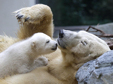 Meet Knut's (Super Cute!) Half-Sister, Anori| Baby Animals, Cute Pets, Zoo Animals