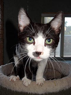 Adopt Me! Chappy Is a 'Clown' Looking for Fun