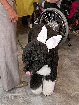 Michelle Obama Puts Bunny Ears on Bo| Bo Obama, Stars and Pets, Michelle Obama