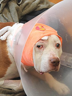 Pit Bull Survives Gunshot to Head in Home Robbery