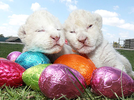 Happy Easter! It's a White Lion Cub Egg-Stravaganza