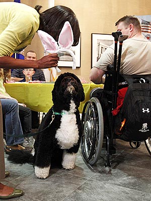 PHOTO: Bo Obama Gets Bunny Ears! | Bo Obama, Michelle Obama