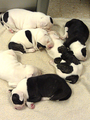 English Bulldog Puppies Found Stuffed in Suitcase