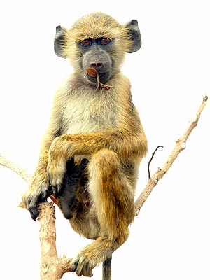 Baboons Can Recognize Words