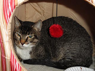 Adopt Me! Tabitha Lost Her Owner in a House Fire