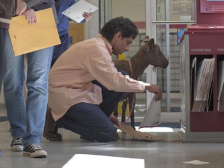 Pizza Goat Roams N.Y.C.| Unusual Pets