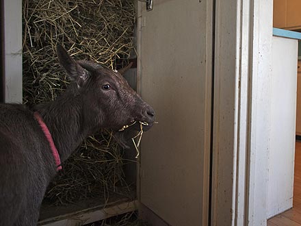 Pizza Goat Roams N.Y.C.| Unusual Pets