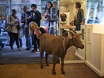 Pizza Goat Roams N.Y.C.| Unusual Pets