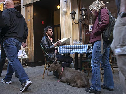 Pizza Goat Roams N.Y.C.| Unusual Pets