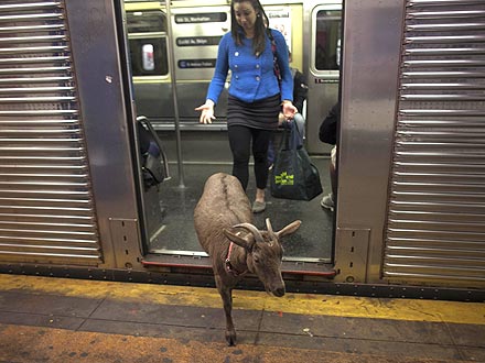 Pizza Goat Roams N.Y.C.