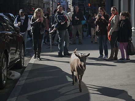Pizza Goat Roams N.Y.C.| Unusual Pets