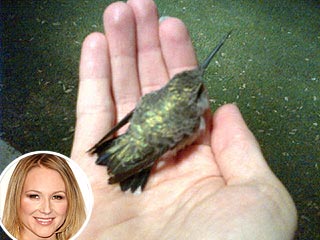 Jewel Rescues Injured Hummingbird | Jewel
