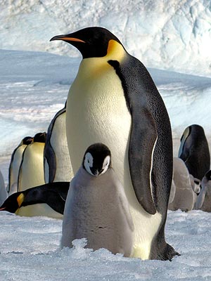 What a Twirl! Baby Penguin Is a Ballet Dancer| Baby Animals, Cute Pets