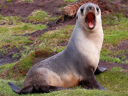 Say Cheese! Baby Fur Seal Opens Wide for the Camera