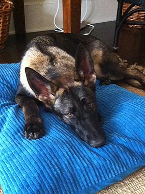 Shannen Doherty's New Puppy Puts the Brakes on Baby| Stars and Pets, Dogs, Shannen Doherty