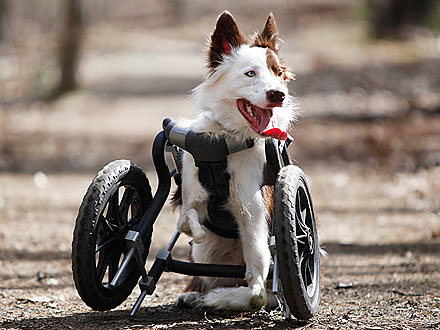 Disabled Dog Goes Off-Roading in His Wheelchair