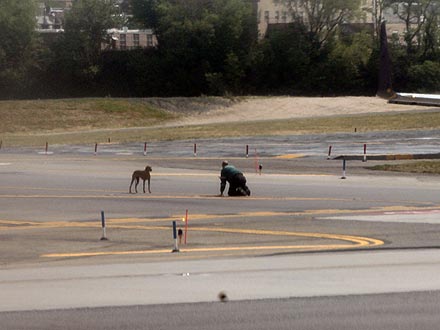 Dog Gets Loose at LaGuardia Airport