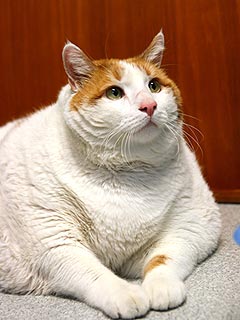 Famous 39-Lb. Cat Dies