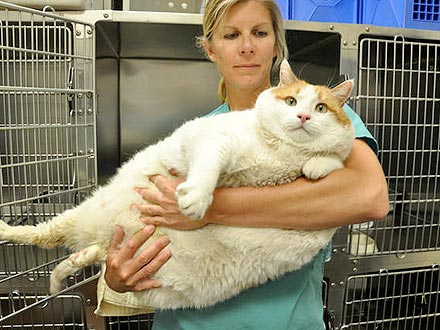 39-Lb. Cat Is 'Like a 600-Lb. Human'| Cats