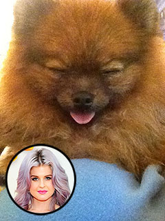 Kelly Osbourne Rescues a Pomeranian | Kelly Osbourne