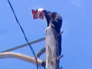 Cat with Dorito Bag on Its Head Falls Off Pole and Survives