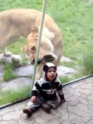 Boy Gets Mistaken for Zebra by Lion at Oregon Zoo: Video