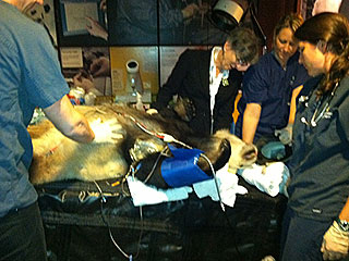 National Zoo Live-Tweets Panda's Artificial Insemination