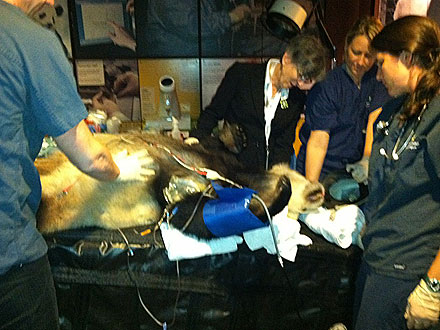 National Zoo Live-Tweets Panda's Artificial Insemination