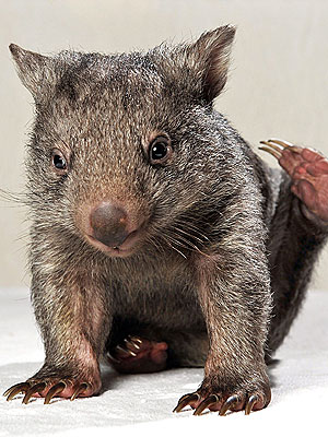 Orphaned Baby Wombat Needs a Friend