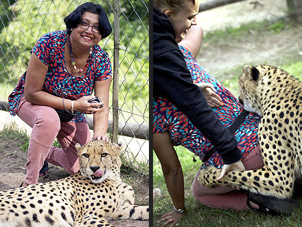 Cheetahs Attack