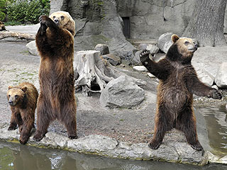 Fun Photo: Zoo Bears Dance It Up