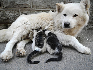 Aww! Maternal Dog Adopts Two Kittens