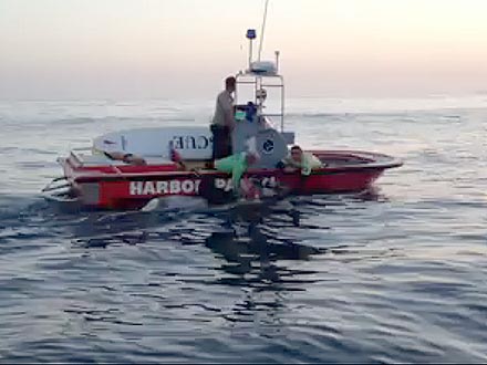 Horse Swims Two Miles into Santa Barbara Channel