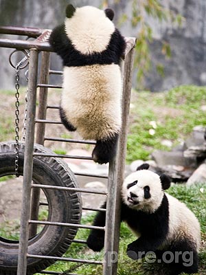 Cute Photos: Pandas at Play