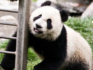 Cute Photos: Pandas at Play