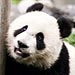 Cute Photos: Pandas at Play