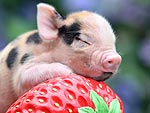 This Photo Will Change Your Life: Micro-Piglet Hugs a Strawberry