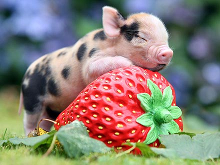 This Photo Will Change Your Life: Micro-Piglet Hugs a Strawberry