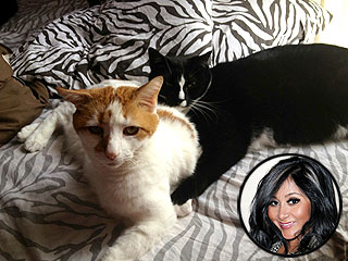 Snooki Posts Sexy Photos – of Her Cats | Nicole Polizzi