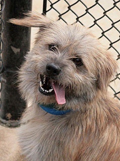 Adopt Me! Joba Wants to Be Your Friend for Life