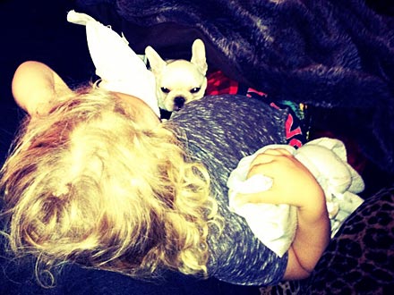 Ashlee Simpson Shows Off Her New Puppy!| Stars and Pets, Dogs, New Pet, Ashlee Simpson