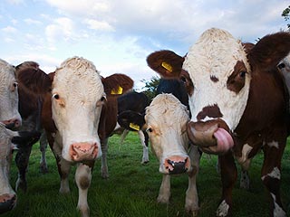 The Water Bowl: Cows Drink Beer After Crashing Party