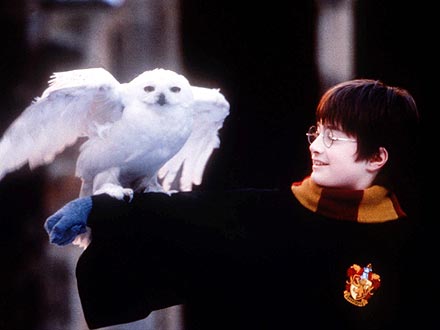 Harry Potter: Pet Owls Are Being Abandoned After Franchise Ends