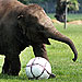 PHOTO: This Baby Elephant Is Playing Soccer – Yes, Really
