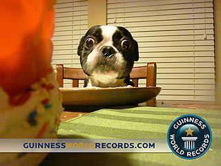 Bug-Eyed Dog Sets World Record for Largest Eyes