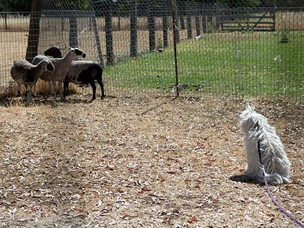 Beast Zuckerberg Herds Sheep for the First Time| Stars and Pets, Dogs, Mark Zuckerberg, Priscilla Chan