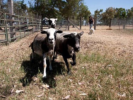 Beast Zuckerberg Herds Sheep for the First Time| Stars and Pets, Dogs, Mark Zuckerberg, Priscilla Chan